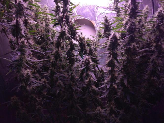 Der 2. Run ! .........die 2. !!!. Week 14