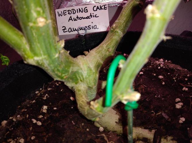 Der 2. Run ! .........die 2. !!!. Week 14