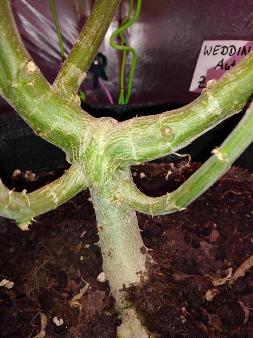 Der 2. Run ! .........die 2. !!!. Week 14