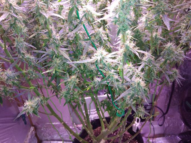 Der 2. Run ! .........die 2. !!!. Week 14