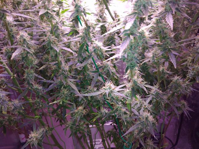 Der 2. Run ! .........die 2. !!!. Week 14