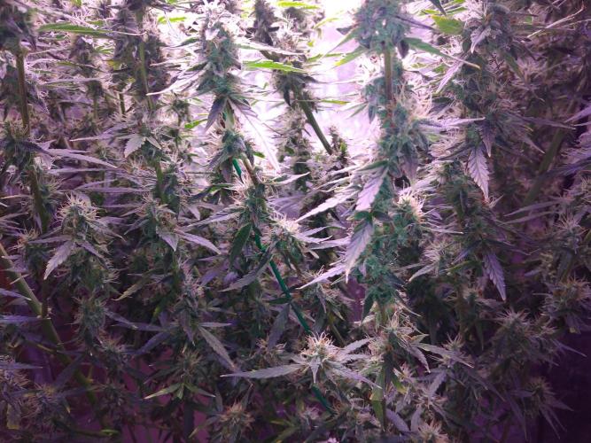 Der 2. Run ! .........die 2. !!!. Week 14