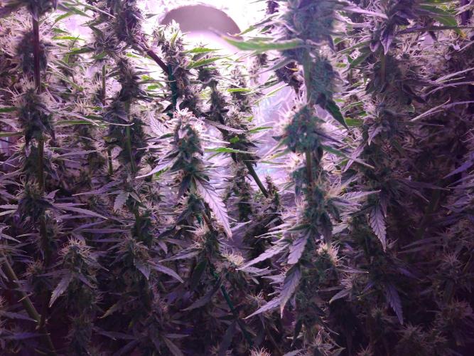 Der 2. Run ! .........die 2. !!!. Week 14