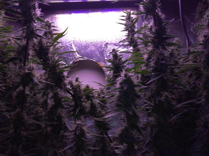 Der 2. Run ! .........die 2. !!!. Week 14