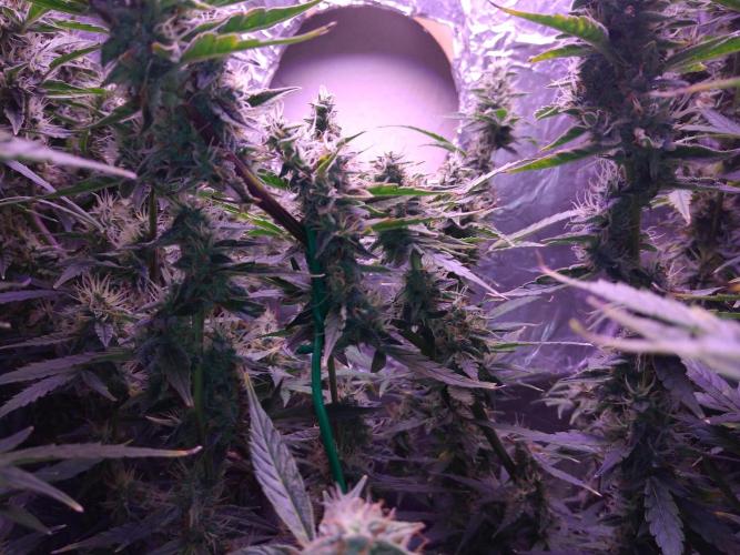 Der 2. Run ! .........die 2. !!!. Week 14