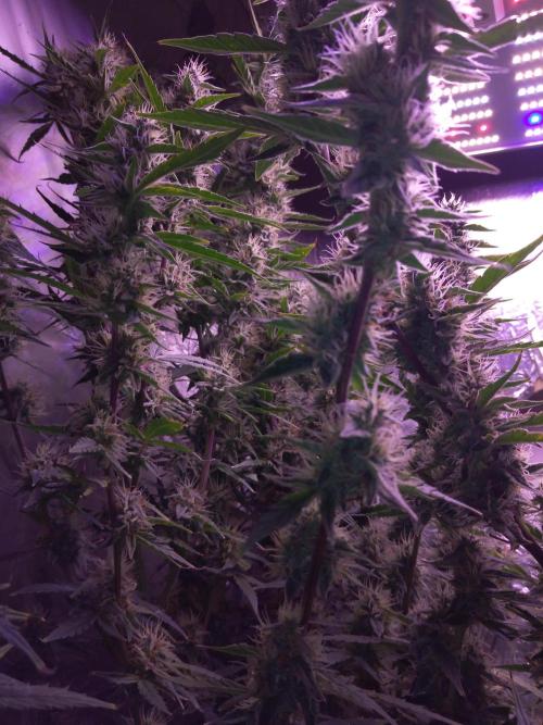 Der 2. Run ! .........die 2. !!!. Week 14