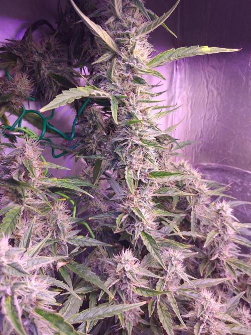 Der 2. Run ! .........die 2. !!!. Week 14