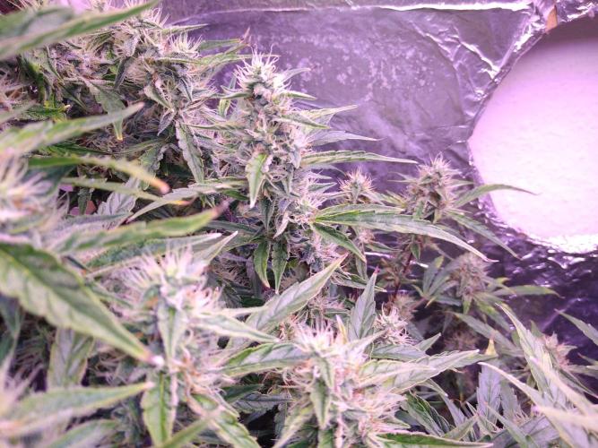 Der 2. Run ! .........die 2. !!!. Week 14