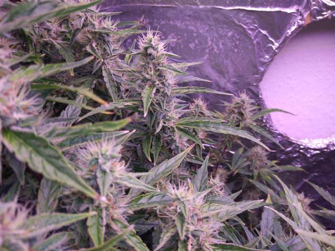 Der 2. Run ! .........die 2. !!!. Week 14