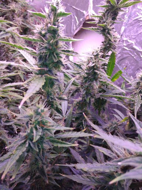 Der 2. Run ! .........die 2. !!!. Week 14