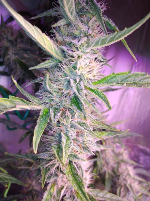 Der 2. Run ! .........die 2. !!!. Week 14