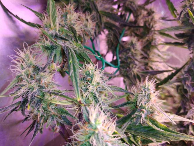 Der 2. Run ! .........die 2. !!!. Week 14