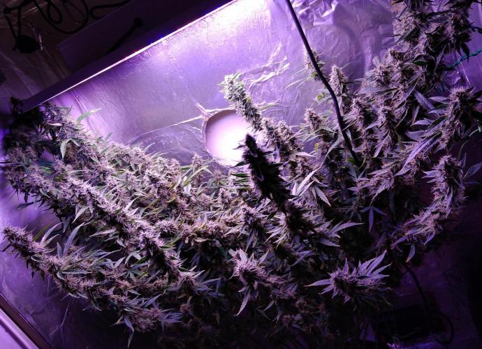 Der 2. Run ! .........die 2. !!!. Week 15