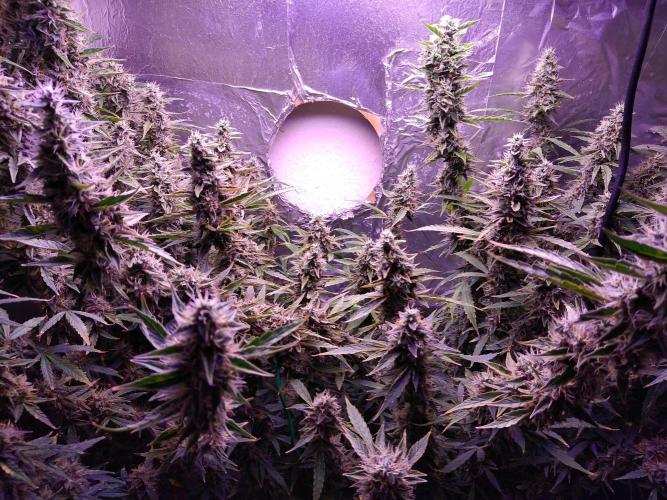 Der 2. Run ! .........die 2. !!!. Week 15