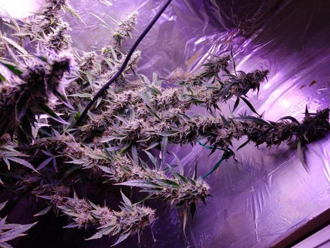 Der 2. Run ! .........die 2. !!!. Week 15