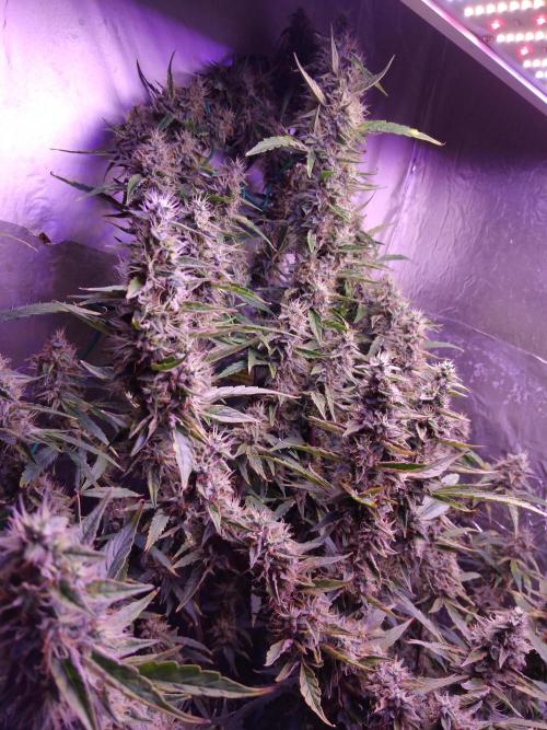 Der 2. Run ! .........die 2. !!!. Week 15