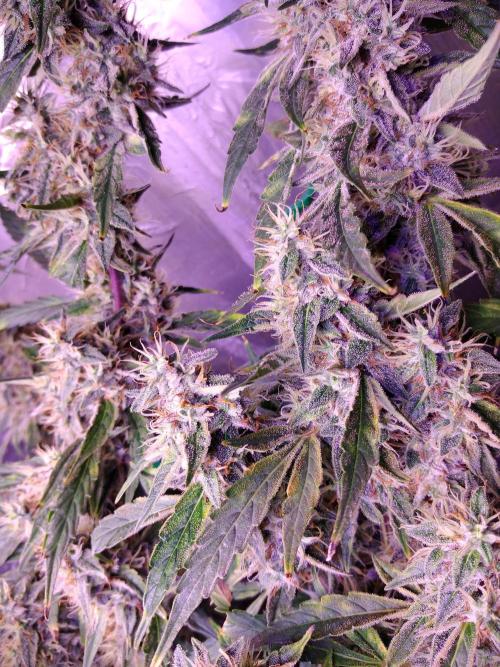 Der 2. Run ! .........die 2. !!!. Week 15