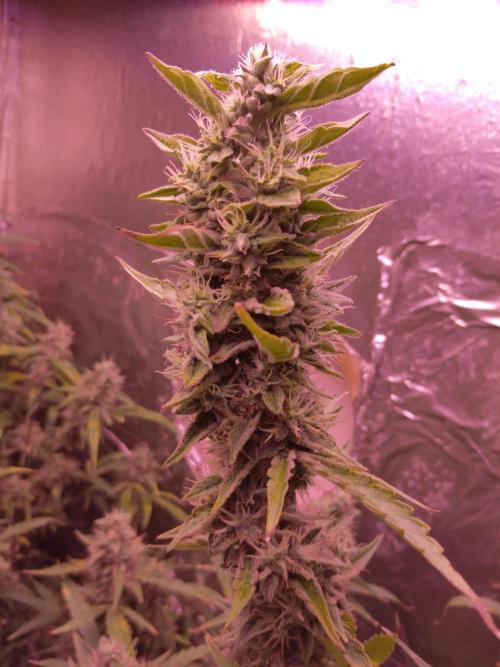 Der 2. Run ! .........die 2. !!!. Week 15