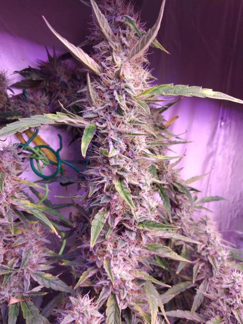 Der 2. Run ! .........die 2. !!!. Week 15