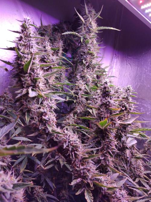 Der 2. Run ! .........die 2. !!!. Week 15