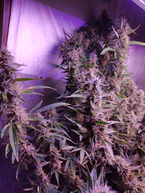 Der 2. Run ! .........die 2. !!!. Week 15