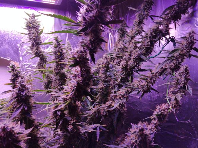 Der 2. Run ! .........die 2. !!!. Week 15