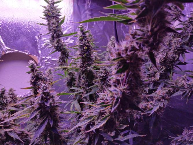 Der 2. Run ! .........die 2. !!!. Week 15