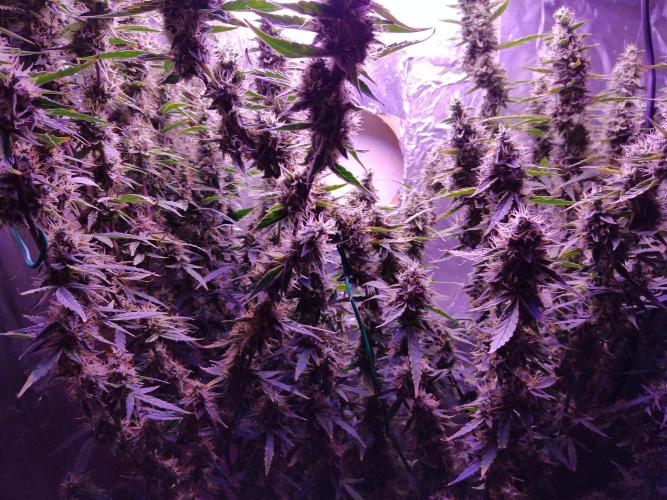 Der 2. Run ! .........die 2. !!!. Week 15