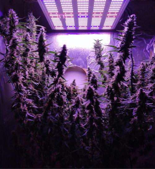 Der 2. Run ! .........die 2. !!!. Week 15