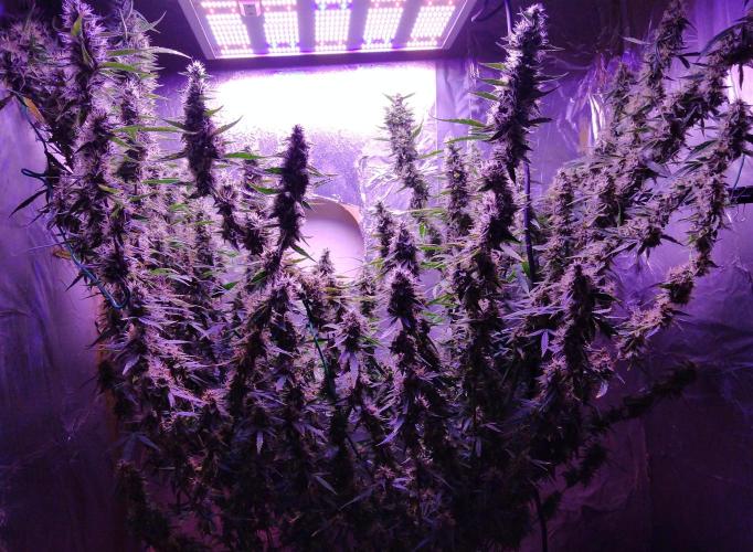 Der 2. Run ! .........die 2. !!!. Week 15