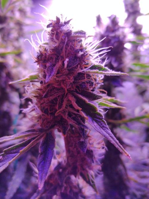 Der 2. Run ! .........die 2. !!!. Week 15