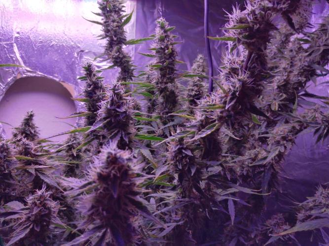 Der 2. Run ! .........die 2. !!!. Week 15