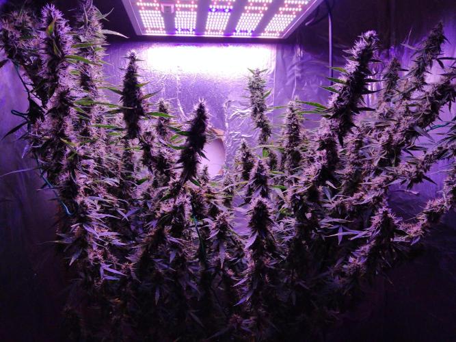 Der 2. Run ! .........die 2. !!!. Week 15