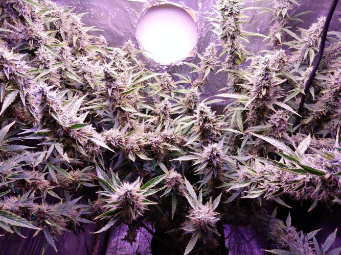 Der 2. Run ! .........die 2. !!!. Week 15