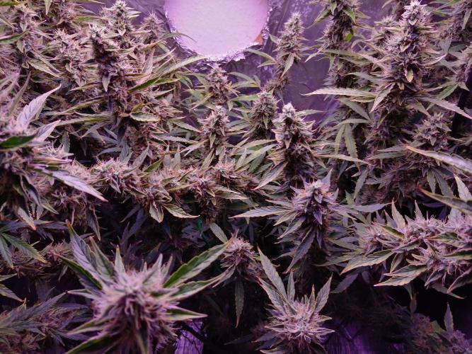 Der 2. Run ! .........die 2. !!!. Week 15