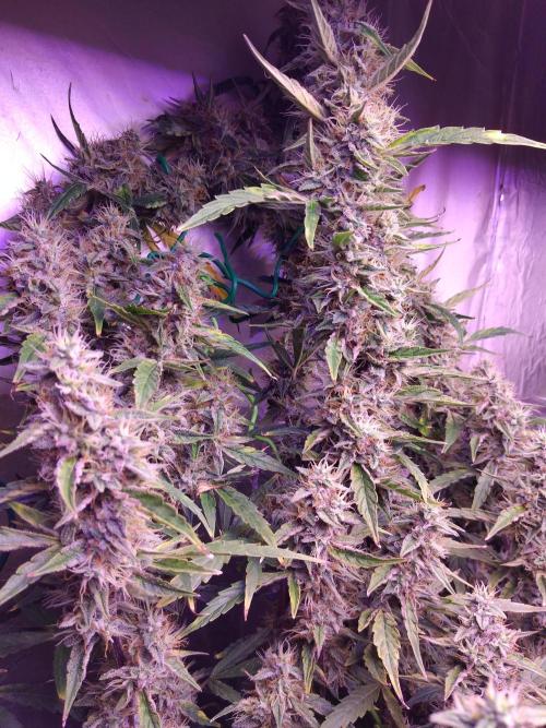 Der 2. Run ! .........die 2. !!!. Week 15