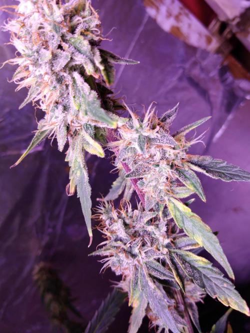 Der 2. Run ! .........die 2. !!!. Week 15