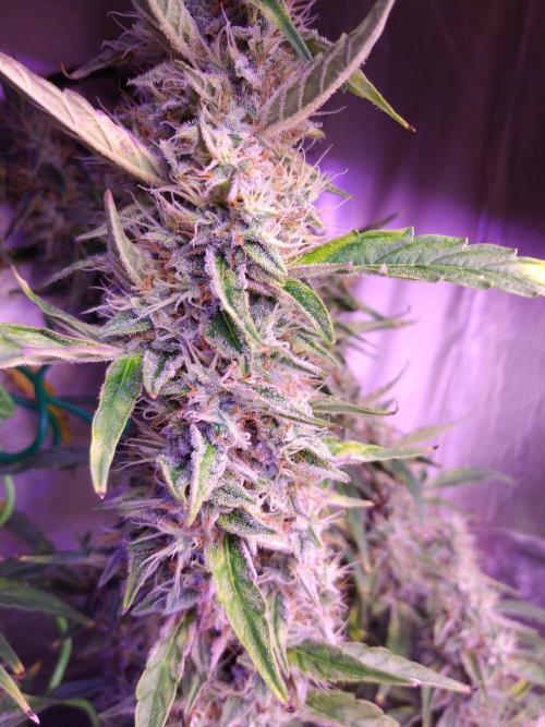 Der 2. Run ! .........die 2. !!!. Week 15