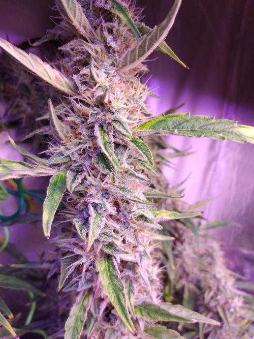 Der 2. Run ! .........die 2. !!!. Week 15