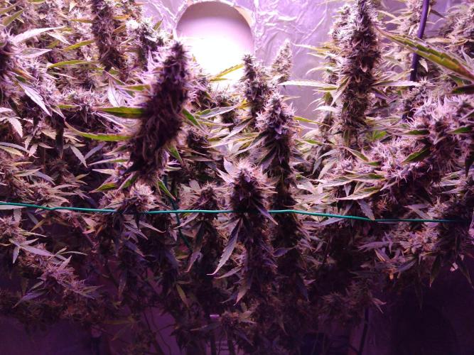 Der 2. Run ! .........die 2. !!!. Week 16