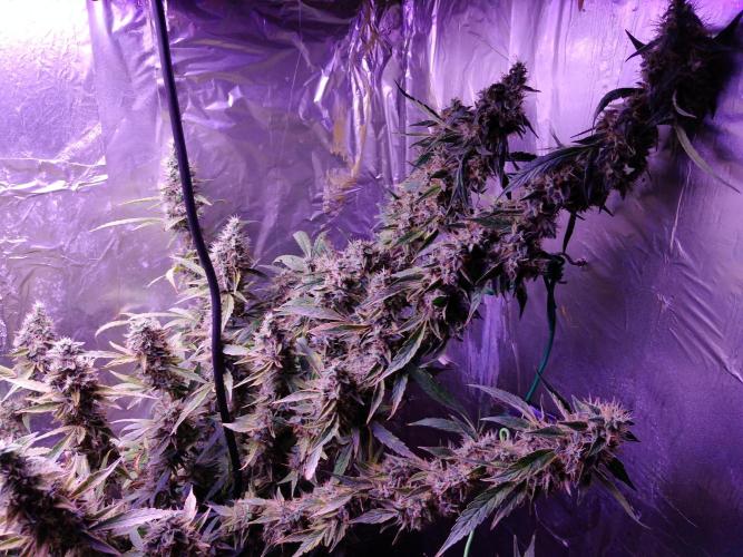 Der 2. Run ! .........die 2. !!!. Week 16