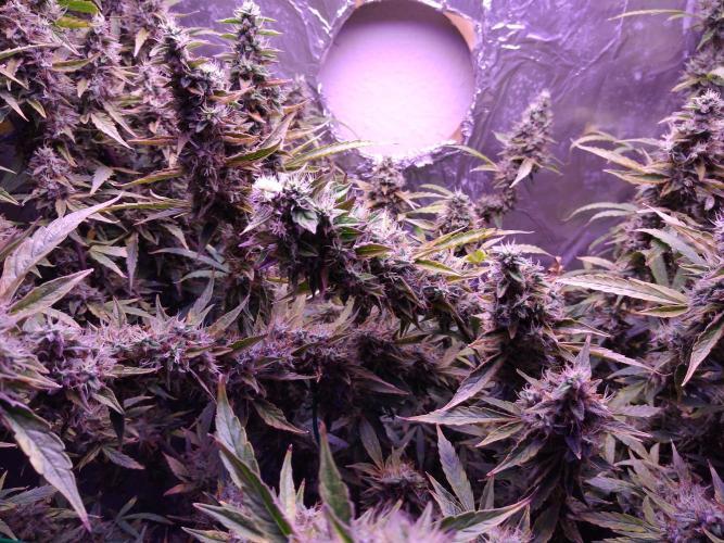 Der 2. Run ! .........die 2. !!!. Week 16