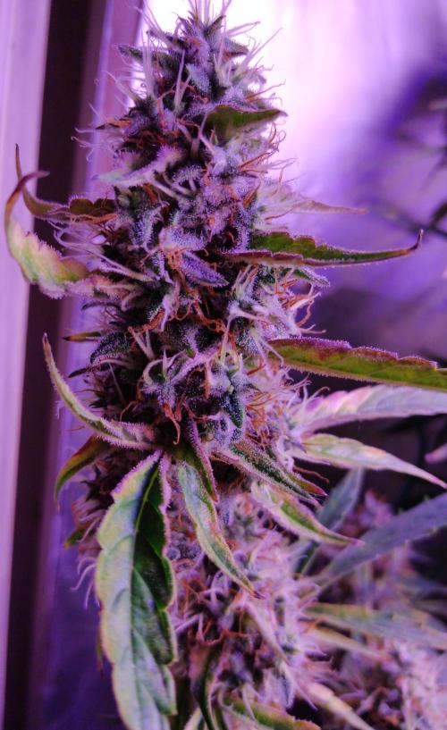 Der 2. Run ! .........die 2. !!!. Week 16