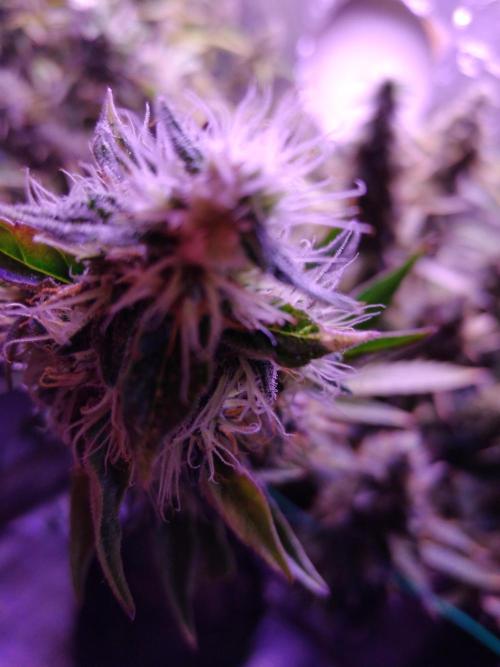 Der 2. Run ! .........die 2. !!!. Week 16