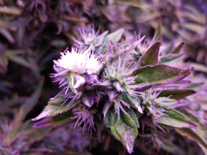 Der 2. Run ! .........die 2. !!!. Week 16