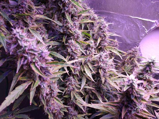 Der 2. Run ! .........die 2. !!!. Week 16