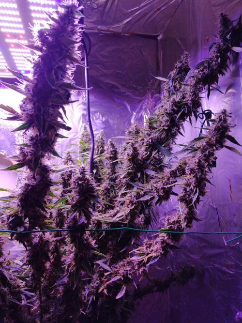 Der 2. Run ! .........die 2. !!!. Week 16