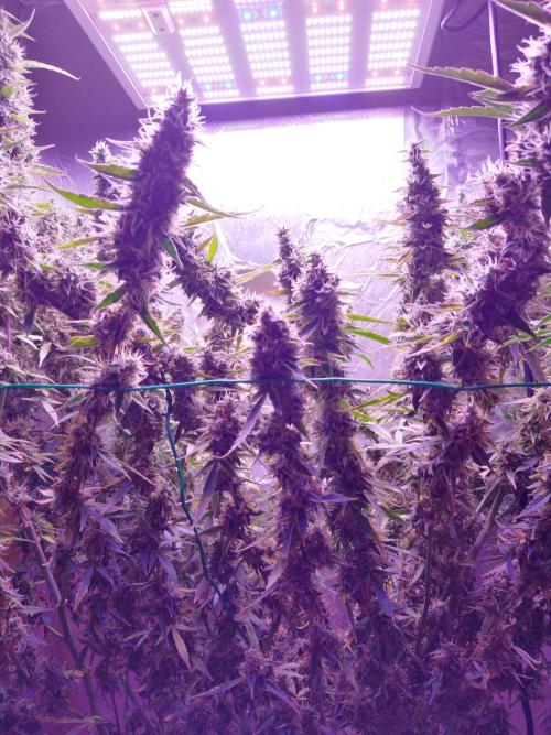 Der 2. Run ! .........die 2. !!!. Week 16