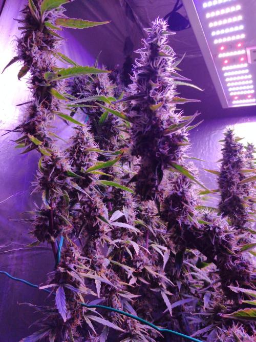 Der 2. Run ! .........die 2. !!!. Week 16