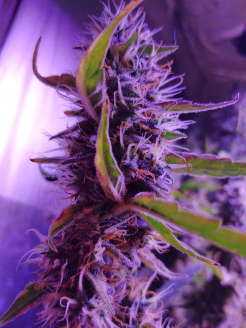 Der 2. Run ! .........die 2. !!!. Week 16